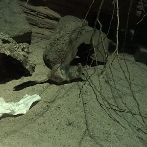 Gondwanaland - Kowari 280118