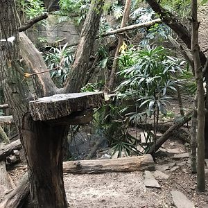 Gondwanaland - Ocelot exhibit 280118