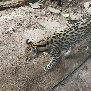 Gondwanaland - Ocelot exhibit 280118