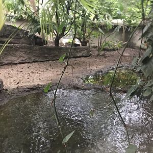 Gondwanaland - Green acouchi and unidentified turtle sp. exhibit 280118