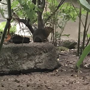 Gondwanaland - Green acouchi 280118