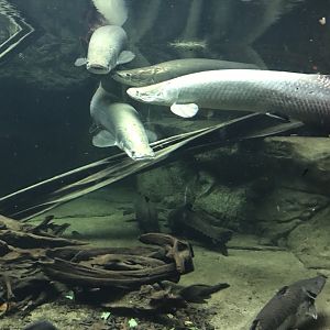 Gondwanaland - Arapaimas 280118