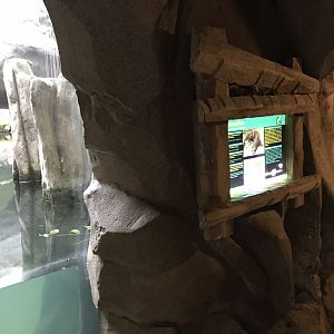 Gondwanaland - Giant otter exhibit 280118