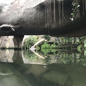 Gondwanaland - Giant otter exhibit 280118