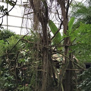 Gondwanaland - Sloth exhibit 280118