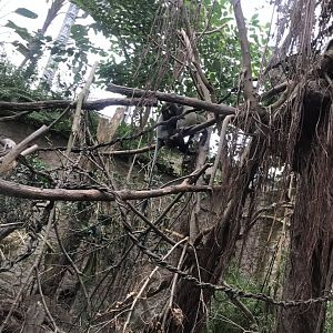 Gondwanaland - Owl-faced monkey and Kirk’s dik-dik exhibit 280118