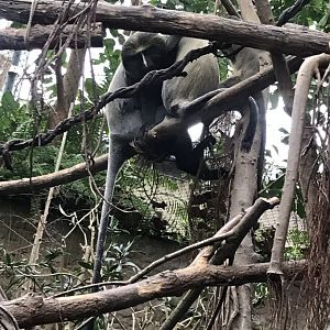 Gondwanaland - Owl-faced monkeys 280118