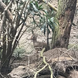 Gondwanaland - Kirk’s dik-dik 280118