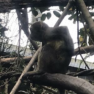 Gondwanaland - Owl-faced monkey 280118