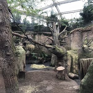 Gondwanaland - Diana monkey exhibit 280118