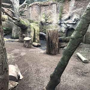 Gondwanaland - Pygmy hippopotamus 280118