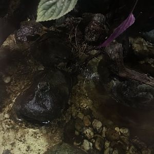 Gondwanaland - Black dotted rock frog exhibit 280118