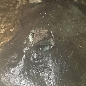 Gondwanaland - Black dotted rock frog (Staurois guttatus) 280118