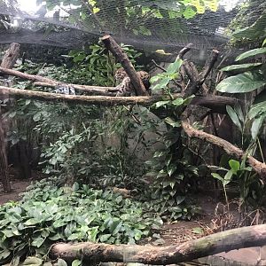 Gondwanaland - Fishing cat exhibit 280118