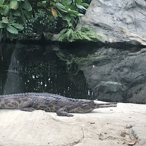 Gondwanaland - Sunda gharial 280118