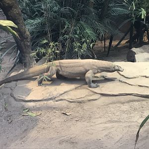 Gondwanaland - Komodo dragon 280118