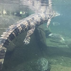 Gondwanaland - Sunda gharial 280118