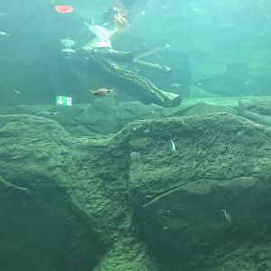 Gondwanaland - Gharial and turtle exhibit 280118
