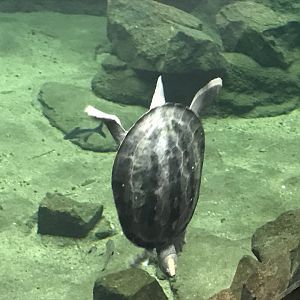 Gondwanaland - Batagur borneoensis 280118