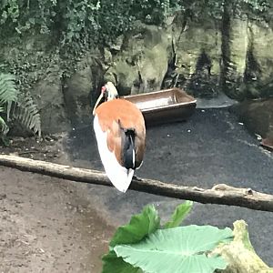Gondwanaland - Madagascar crested ibis 280118