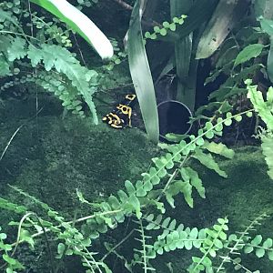 Gondwanaland - Yellow-banded poison dart frog 280118