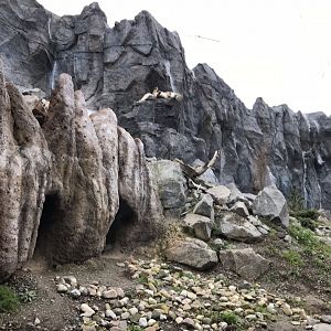 Snow leopard exhibit 280118