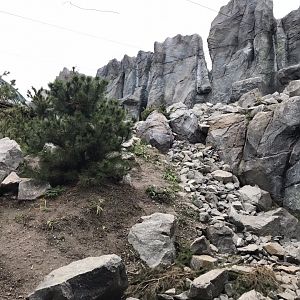 Snow leopard exhibit 280118
