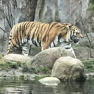 Siberian tiger 280118