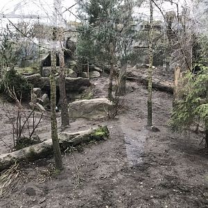 Amur leopard exhibit 280118