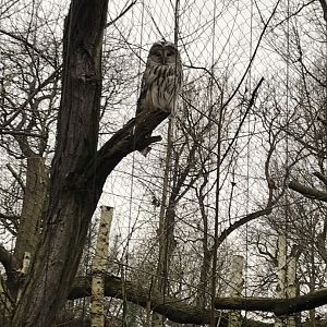 Ural owl 280118