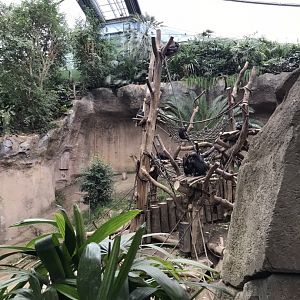 Pongoland - Chimpanzee indoor exhibit 280118