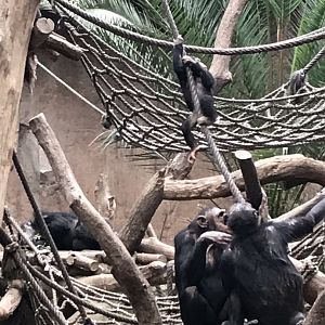 Pongoland - Chimpanzee indoor exhibit 280118