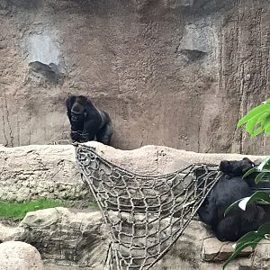 Pongoland - Western lowland gorilla indoor exhibit 280118