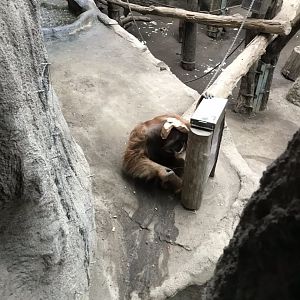 Pongoland - Sumatran orang-utan 280118