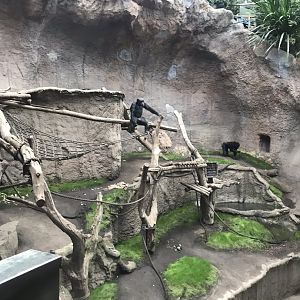 Pongoland - Chimpanzee indoor exhibit 280118