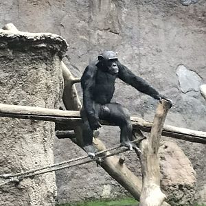 Pongoland - Chimpanzee indoor exhibit 280118