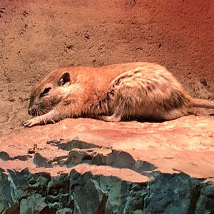 Fat sand rat 280118