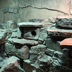 Fat sand rat exhibit 280118