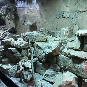 Fat sand rat exhibit 280118