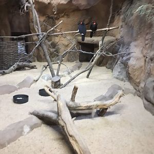 Southern ground hornbill exhibit 280118