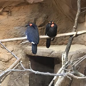 Southern ground hornbills 280118