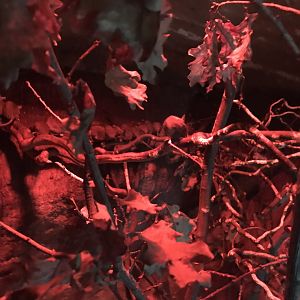 Cairo spiny mice exhibit 280118