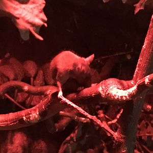 Cairo spiny mouse 280118