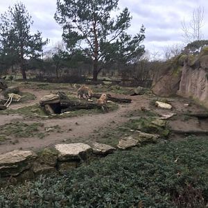 Spotted hyena exhibit 280118