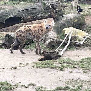 Spotted hyena 280118