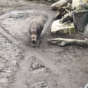Eastern black rhinoceros 280118