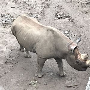 Eastern black rhinoceros 280118