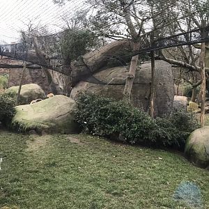 Patas monkey exhibit 280118