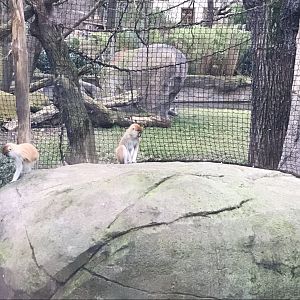 Patas monkeys 280118