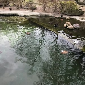 Waterfowl exhibit 280118